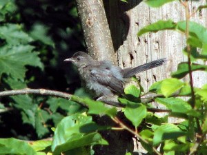 Juvenile Gray Catbird