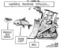 invasive species images