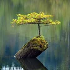 tree on stump in water