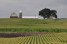 corn rows with farmhouse and silo